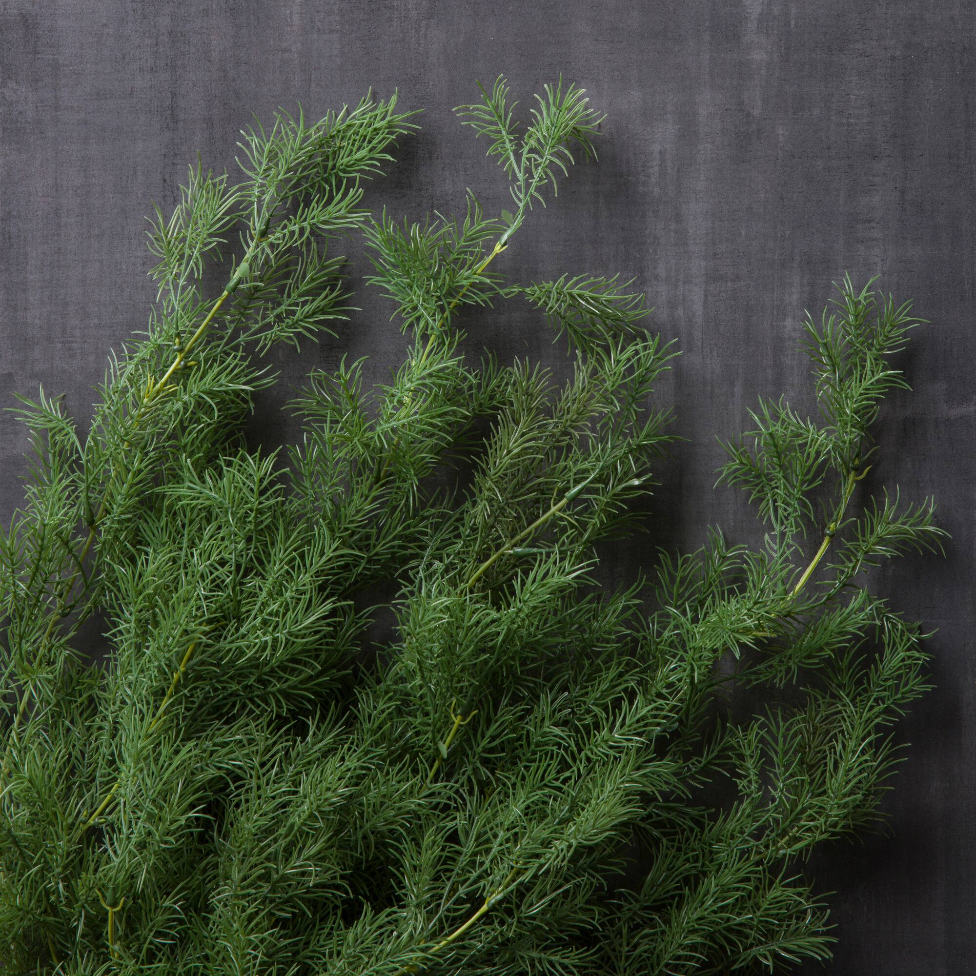 12 Pack: Green Springeri Fern Bush by Ashland®